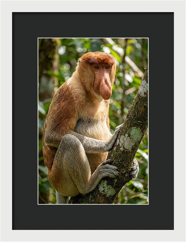 Proboscis Monkey In Nature