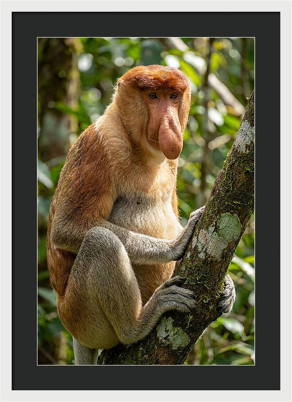 Proboscis Monkey In Nature