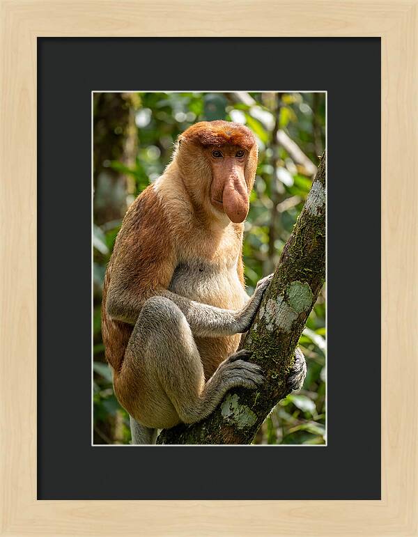 Proboscis Monkey In Nature