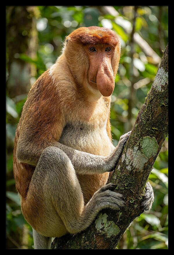 Proboscis Monkey In Nature