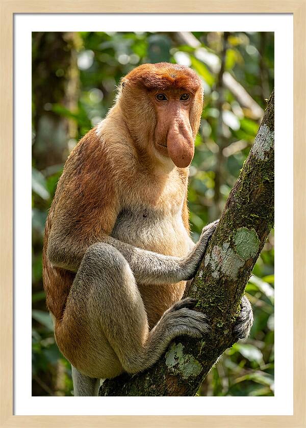 Proboscis Monkey In Nature
