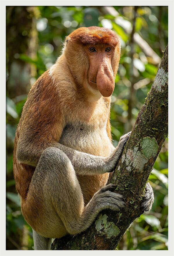 Proboscis Monkey In Nature