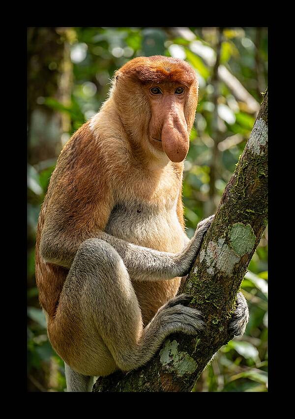 Proboscis Monkey In Nature