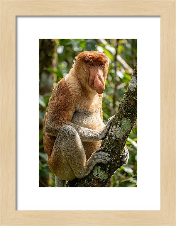 Proboscis Monkey In Nature