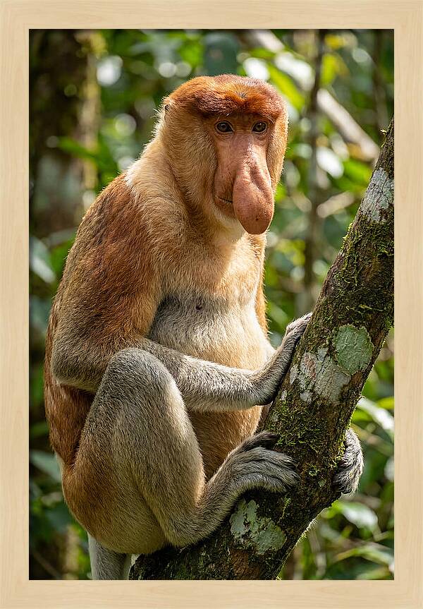 Proboscis Monkey In Nature