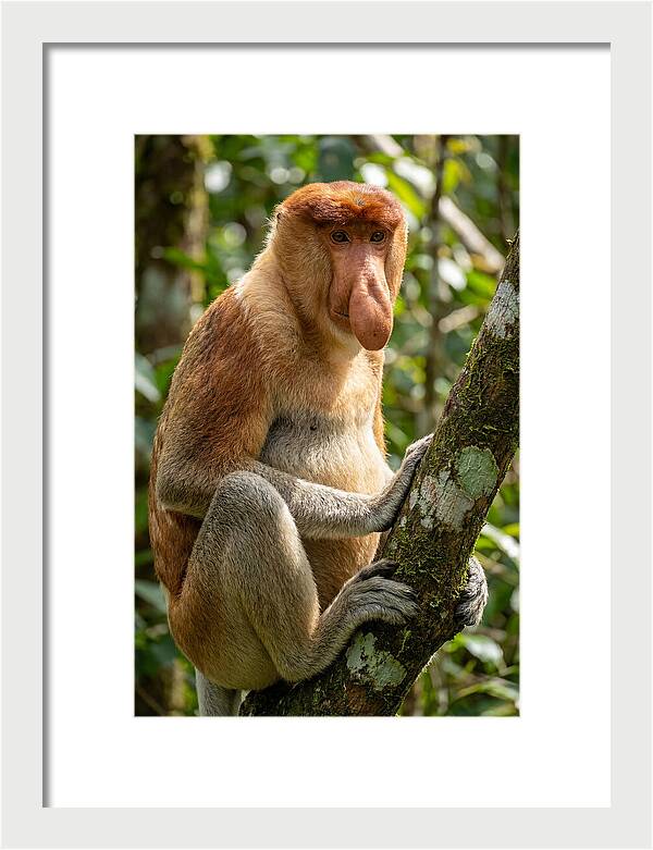 Proboscis Monkey In Nature