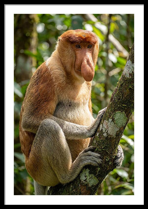 Proboscis Monkey In Nature