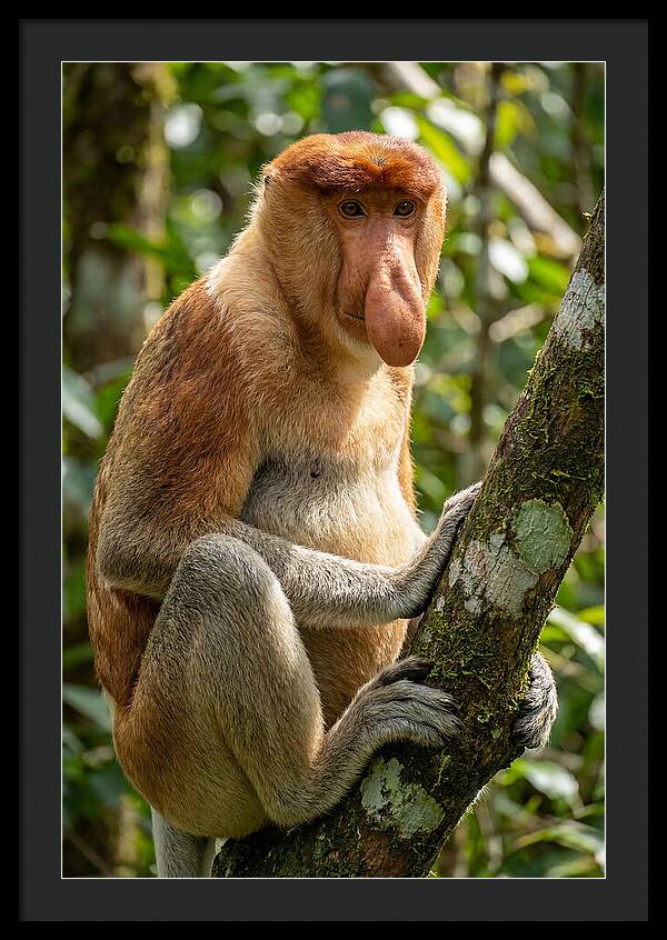 Proboscis Monkey In Nature