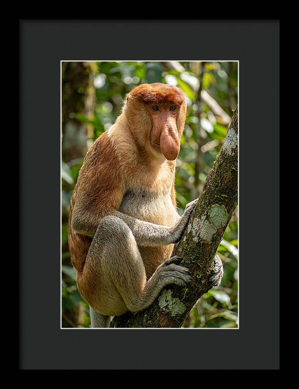 Proboscis Monkey In Nature