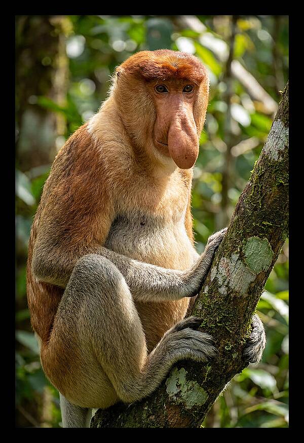 Proboscis Monkey In Nature