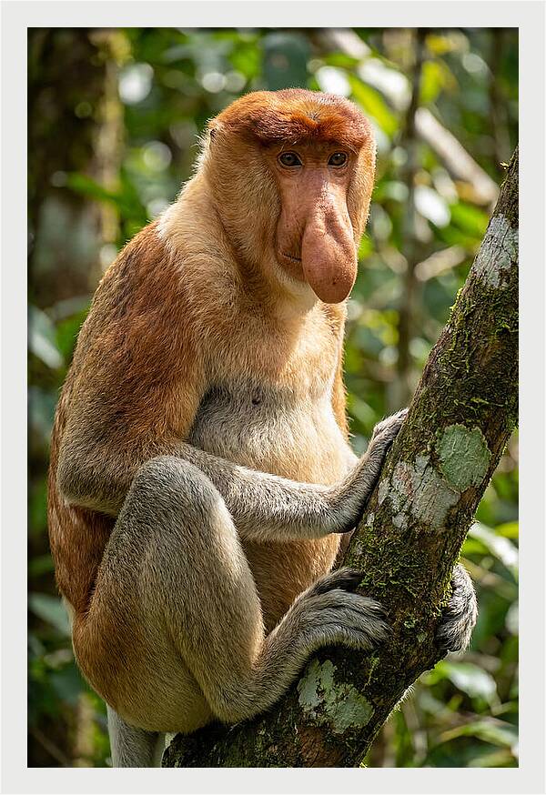Proboscis Monkey In Nature