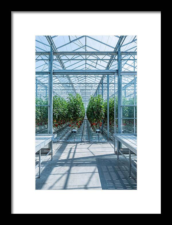 Productive Greenhouse Interior