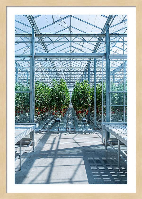 Productive Greenhouse Interior