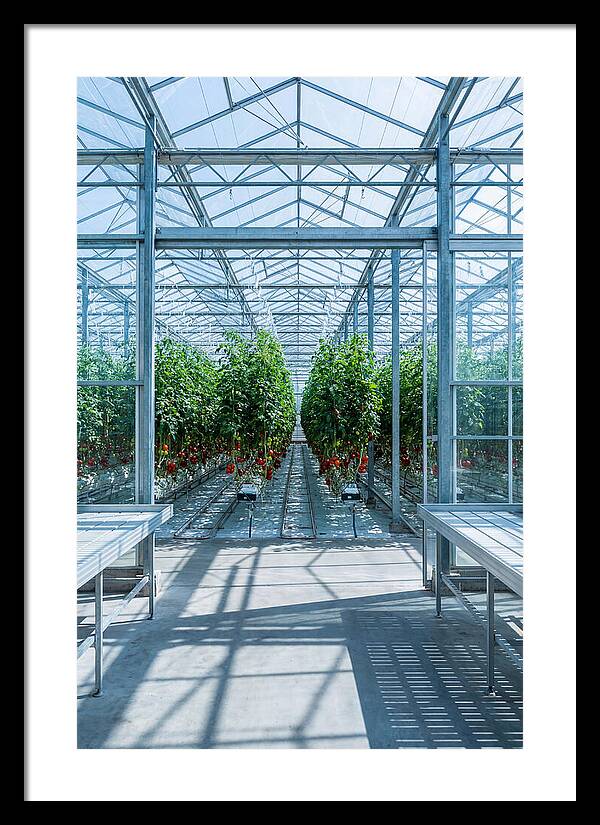 Productive Greenhouse Interior