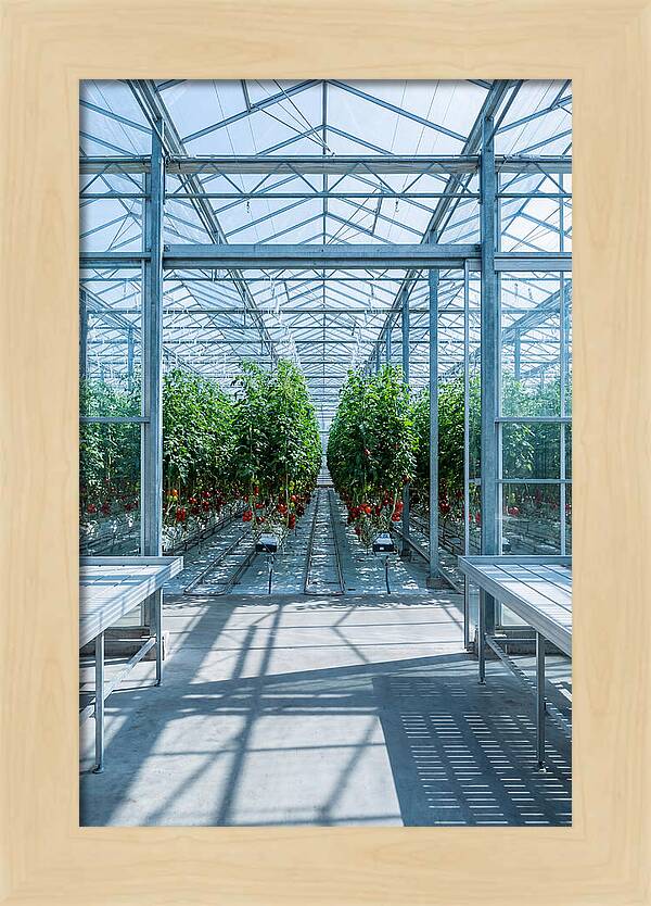 Productive Greenhouse Interior
