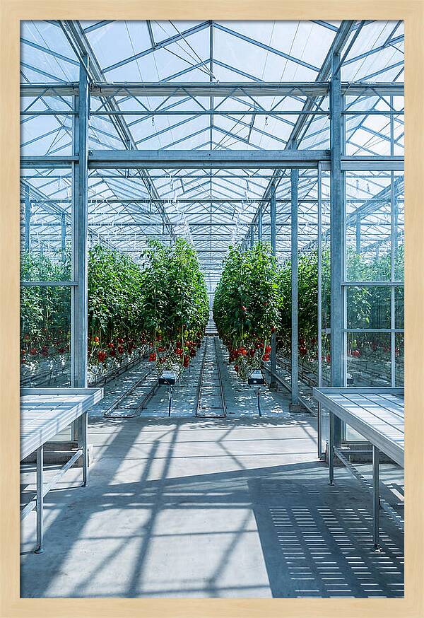 Productive Greenhouse Interior
