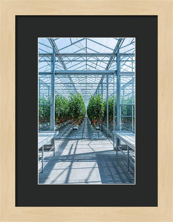 Productive Greenhouse Interior