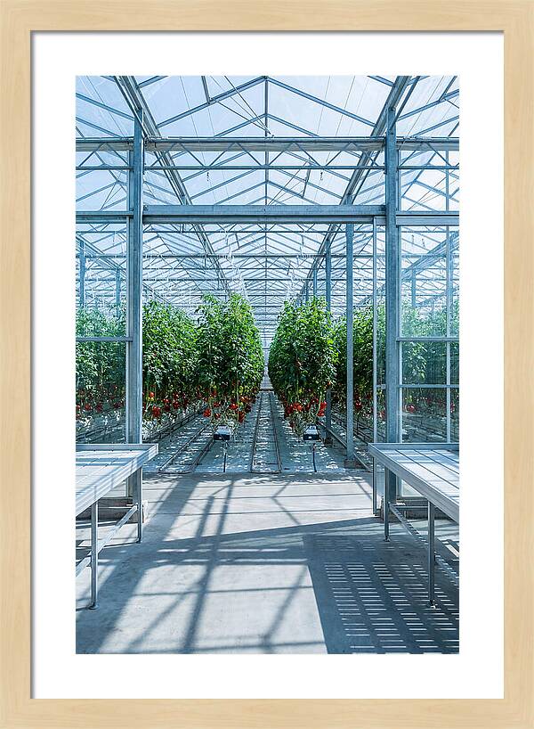 Productive Greenhouse Interior