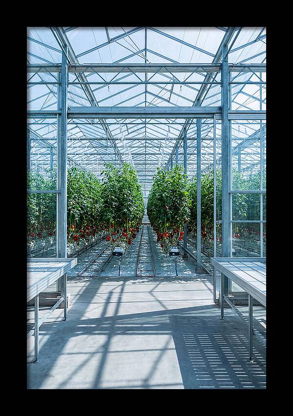 Productive Greenhouse Interior