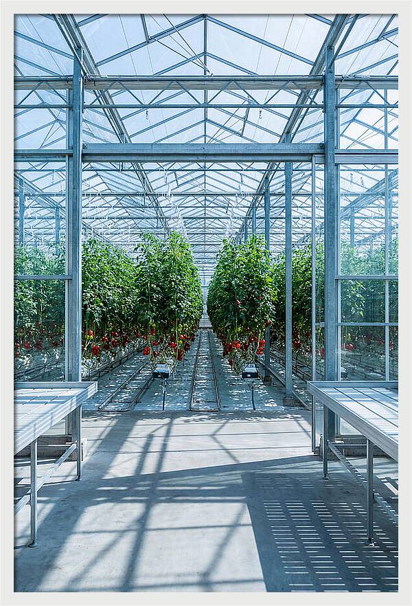 Productive Greenhouse Interior