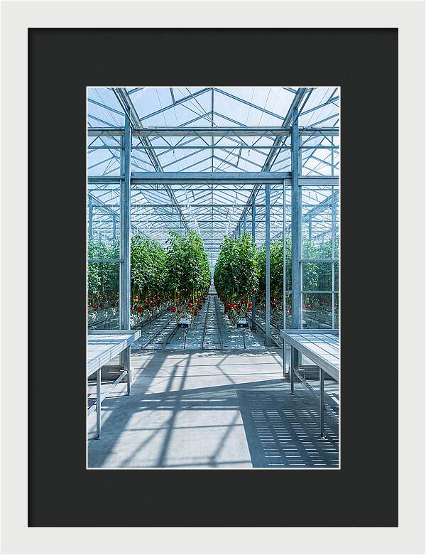 Productive Greenhouse Interior