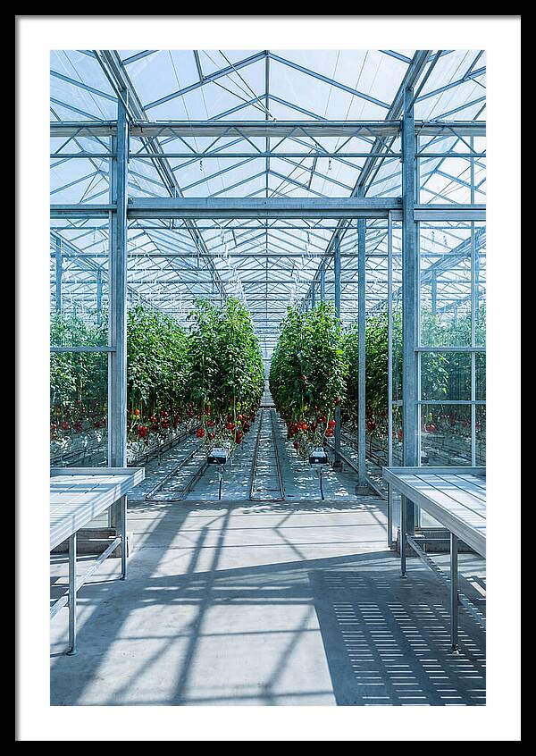 Productive Greenhouse Interior