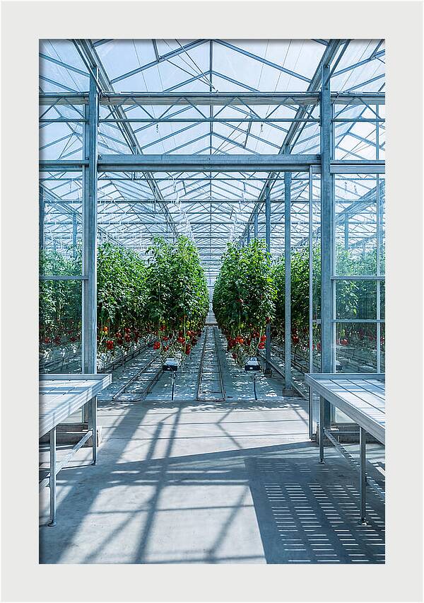 Productive Greenhouse Interior