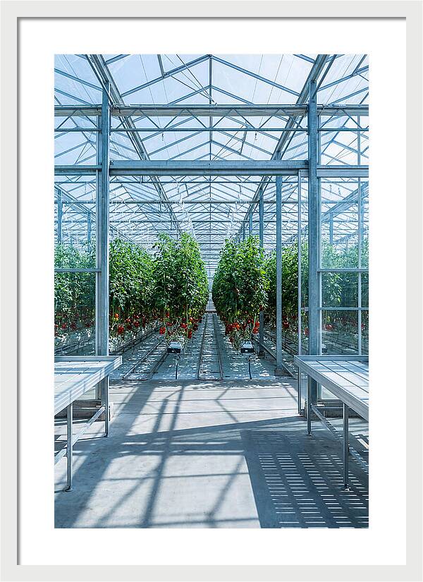Productive Greenhouse Interior