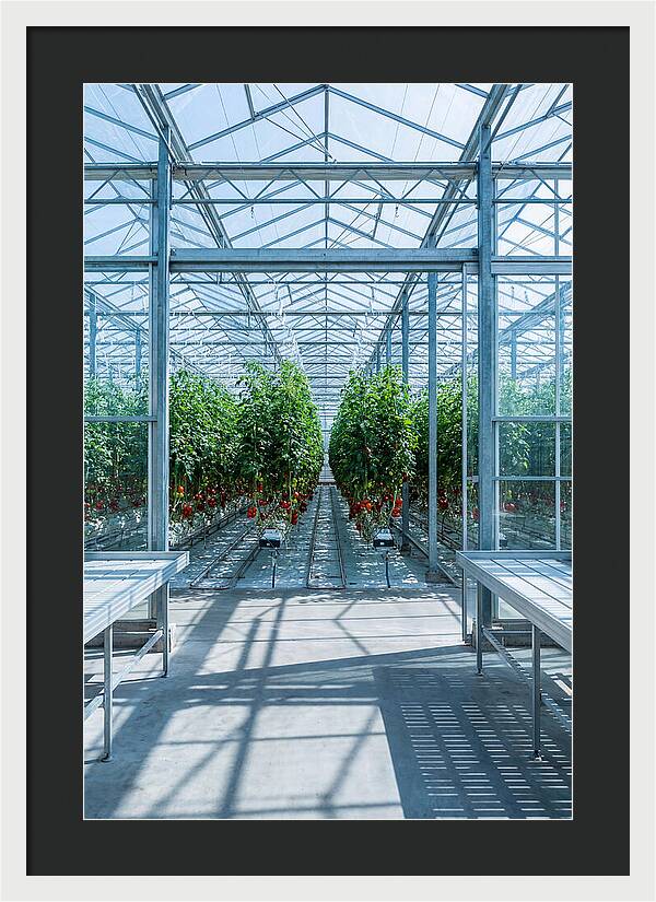 Productive Greenhouse Interior