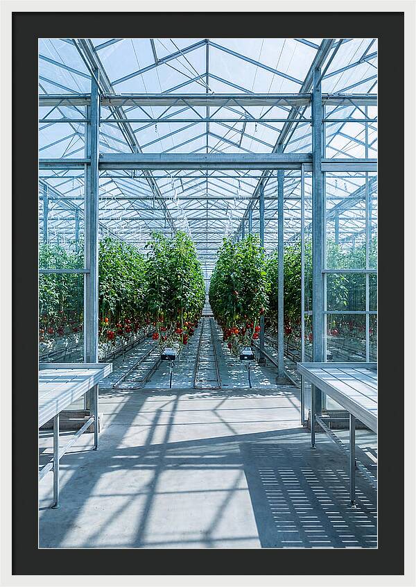 Productive Greenhouse Interior