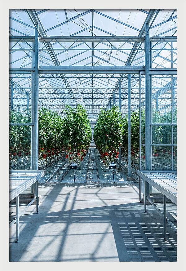 Productive Greenhouse Interior