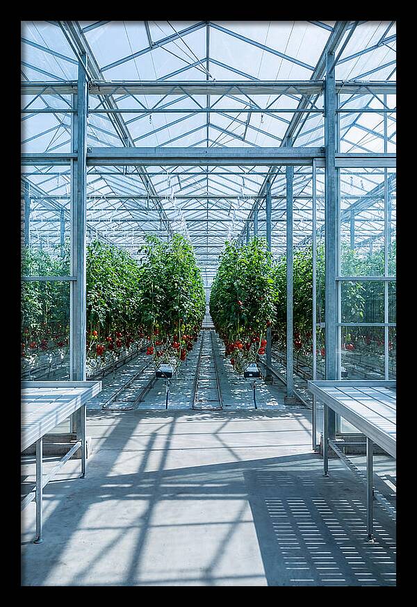 Productive Greenhouse Interior