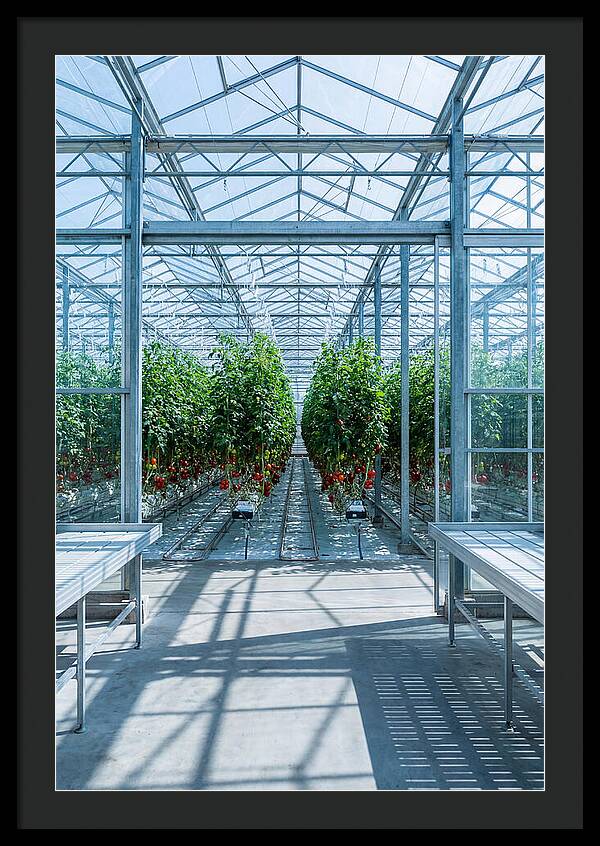 Productive Greenhouse Interior