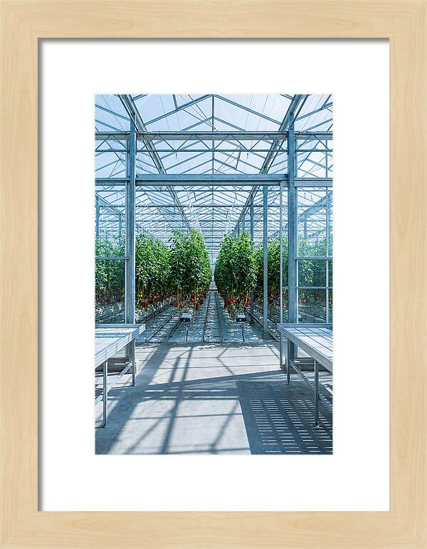 Productive Greenhouse Interior