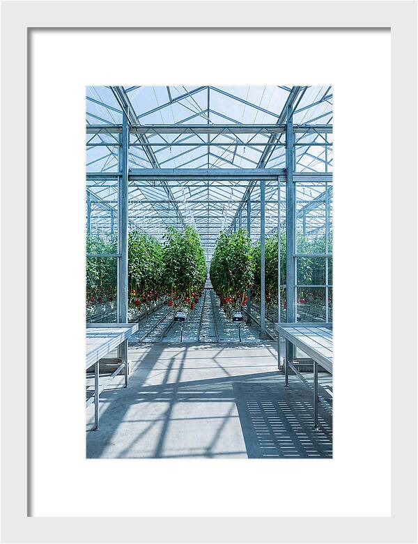 Productive Greenhouse Interior