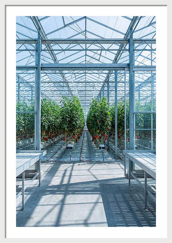 Productive Greenhouse Interior