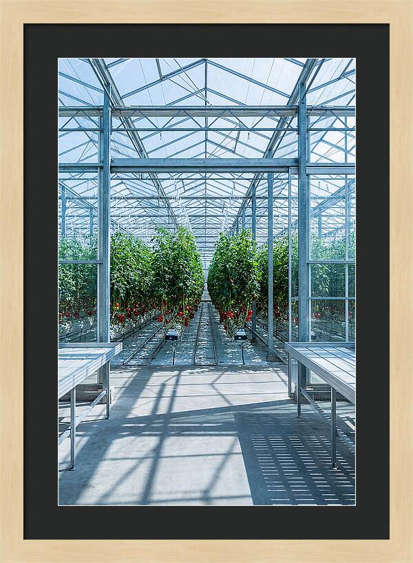Productive Greenhouse Interior