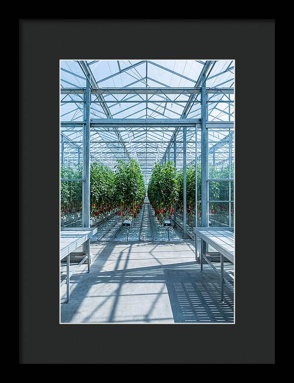 Productive Greenhouse Interior
