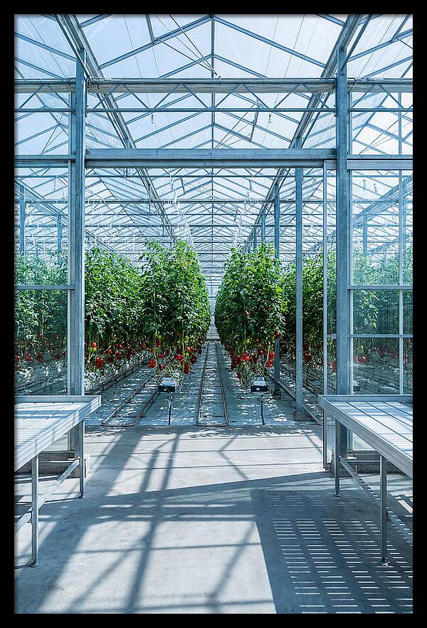 Productive Greenhouse Interior