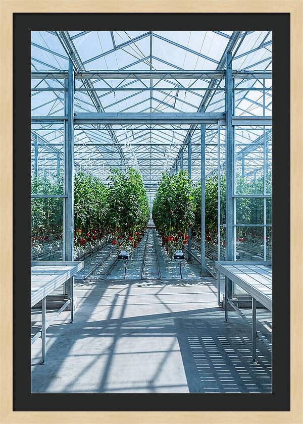 Productive Greenhouse Interior