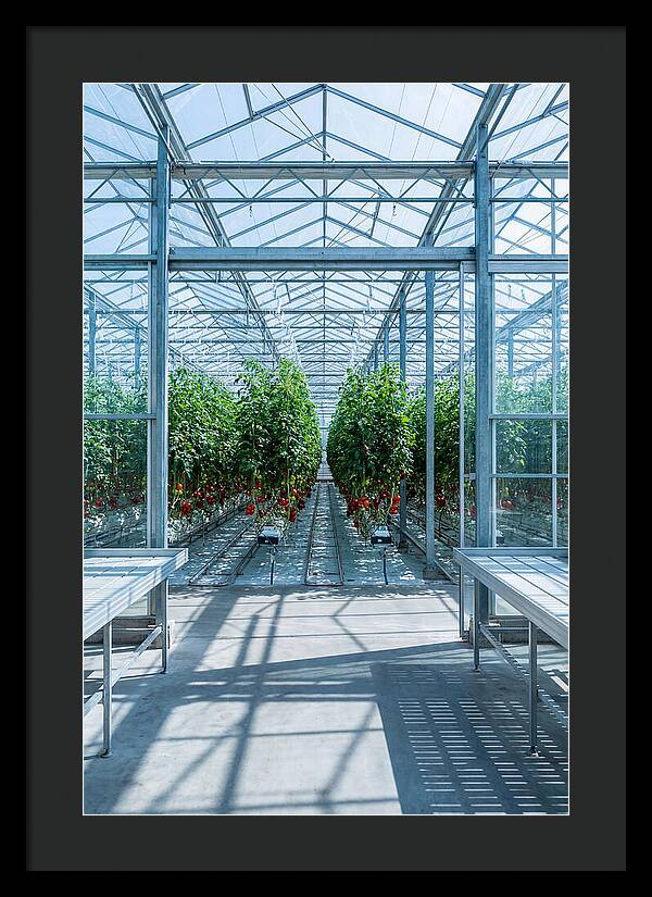 Productive Greenhouse Interior