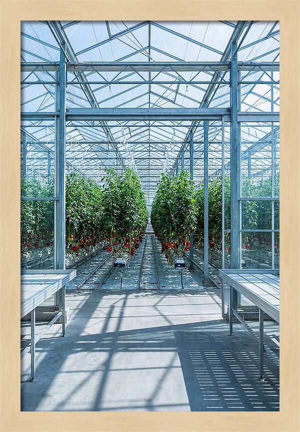 Productive Greenhouse Interior