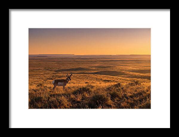 Pronghorn Buck At Sunset