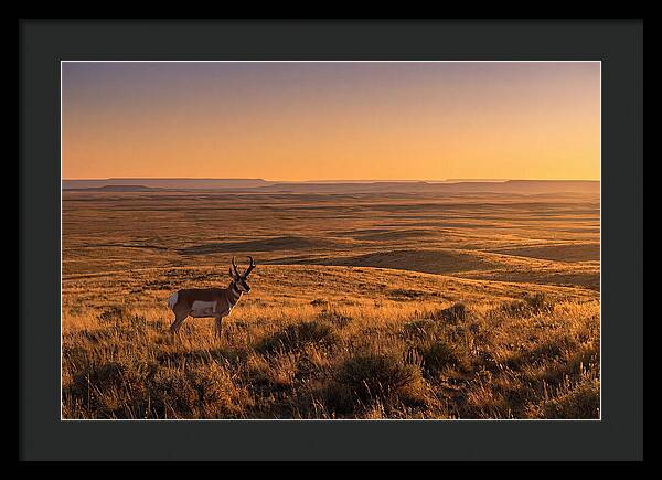 Pronghorn Buck At Sunset