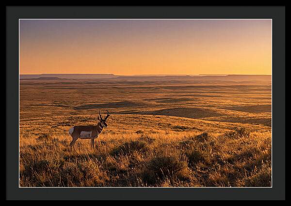 Pronghorn Buck At Sunset