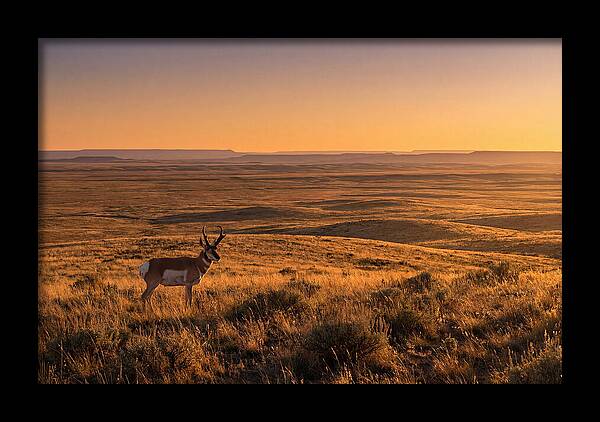 Pronghorn Buck At Sunset