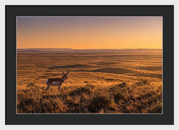 Pronghorn Buck At Sunset