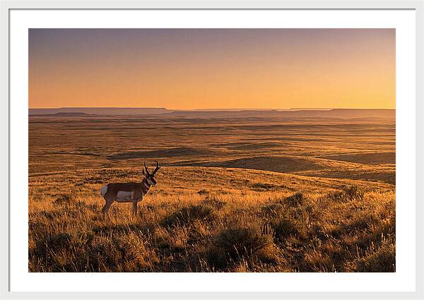Pronghorn Buck At Sunset