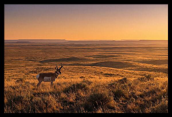 Pronghorn Buck At Sunset