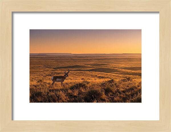 Pronghorn Buck At Sunset